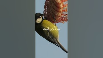 سورة السجدة-SoratAlsajdah #قرآن #قران_كريم  #quran #الله #allah #محمد #الحمدلله #سورة #muhammad
