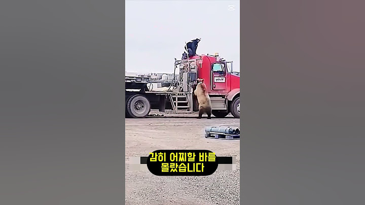 800kg 곰을 마주친 개의 반응ㄷㄷ
