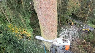 ABATTAGE ET DÉMONTAGE D'EPICEAS / STIHL 261