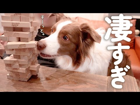 人間とジェンガで遊べるようになったボーダーコリーが賢すぎてヤバい!!!