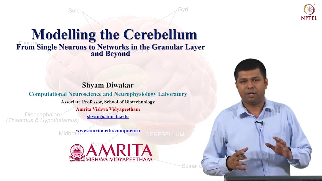 Modelling the Cerebellum - From Single Neurons to Networks in the Granular Layer and Beyond