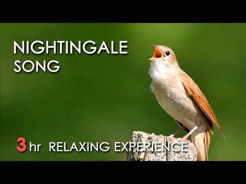 best-nightingale-song---3-hours-realtime-nightingale-singing,-no-loop---birdsong,-birds-chirping