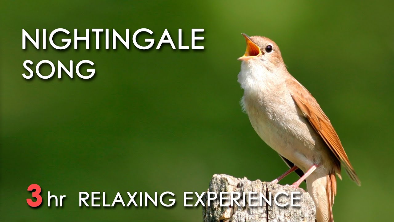 BEST NIGHTINGALE SONG - 3 Hours REALTIME Nightingale Singing, NO