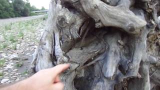 Коряги для аквариума. Коряги для аквариума.