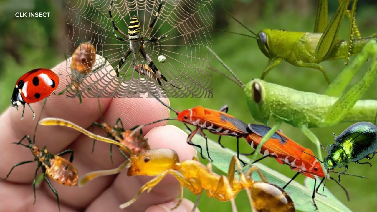 Explore insect habitats: ⁉️Hunting Beetle,Ant, Grasshopper, Spider, Lady Bugs,Batterply