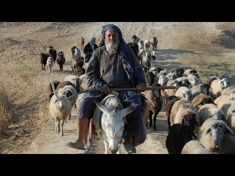 Что едят Пастухи в Узбекистане!!! What do shepherds eat in Uzbekistan