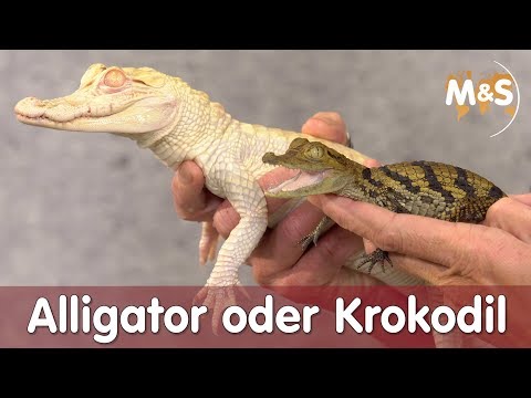 Video: Unterschied Zwischen Alligatoren Und Krokodilen