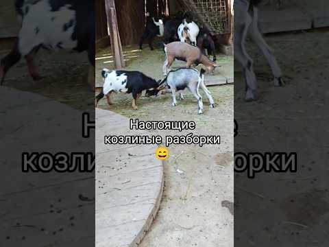 Козлята устроили бой без правил 😱🐐 | Милота и хаос в одном кадре! #козлята #животные #милота #ферма