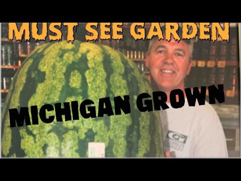 Growing Giant Watermelons the 260.5 lb.Clementz