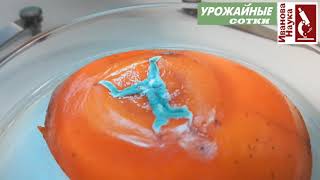 Хурма убивает, а борщ спасает! Как не отравиться слегка испорченными фруктами и овощами?