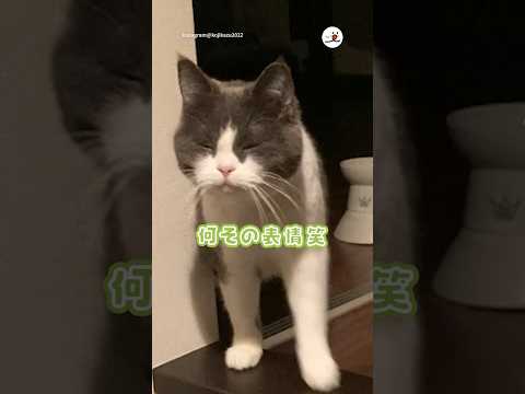 お出迎えの表情が😂｜PECO #スコティッシュフォールド #猫 #愛猫家  #愛猫家 #猫のいる暮らし #scottishfold #cat #catlover #catlife