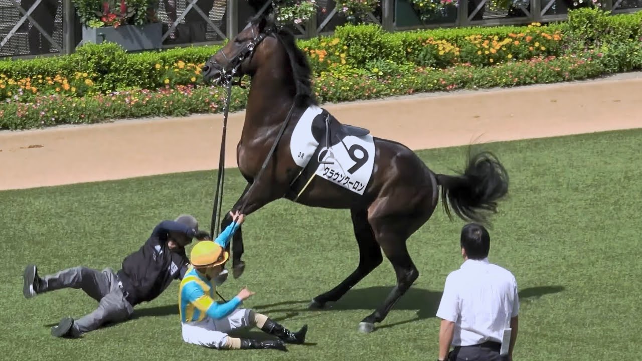 Happening] Stable hand didn't let go of leash while being dragged