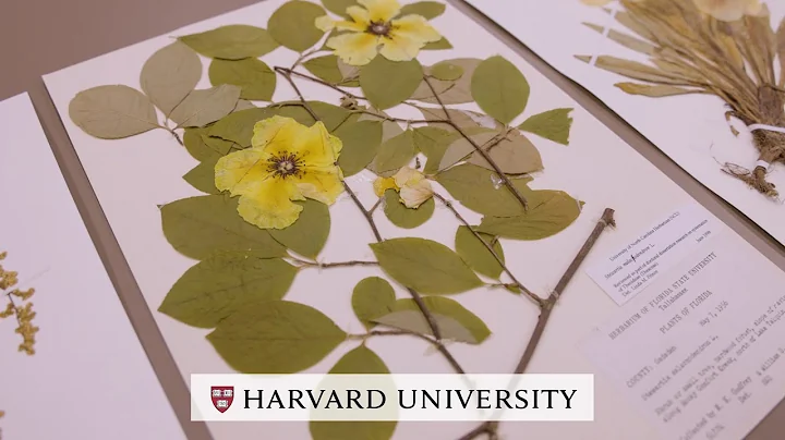 A look inside the Harvard Herbaria - DayDayNews