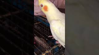 Yellow cocktail parrot #birds #cockateil #budgerigarbird #cockatiel