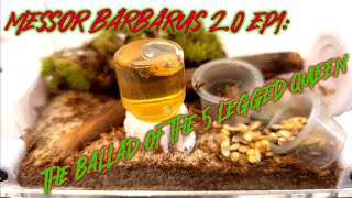 Messor Barbarus 2.0 Ep1: The mossed Mercury..