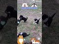 Playful Portie Puppies ! #puppy #portuguesewaterdog #puppies #cute #adorable #cutepuppy ##love