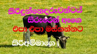 Kiridunne daruwantai video song,