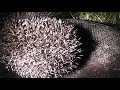 share I Help Baby Hedgehog Covered in Fleas 23aug18 Cambridge UK 1017p