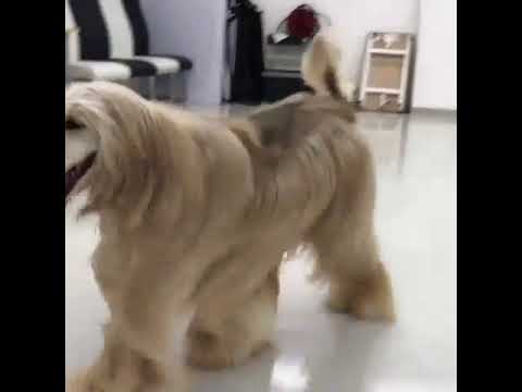 ペットモデルの動物プロダクション エムドッグス アフガンハウンドのハートが来てくれました！