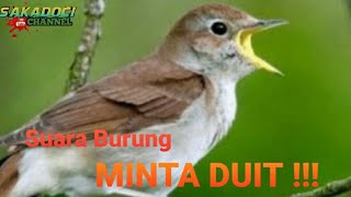 SUARA BURUNG MINTA DUIT || PELANDUK DADA PUTIH GACOR