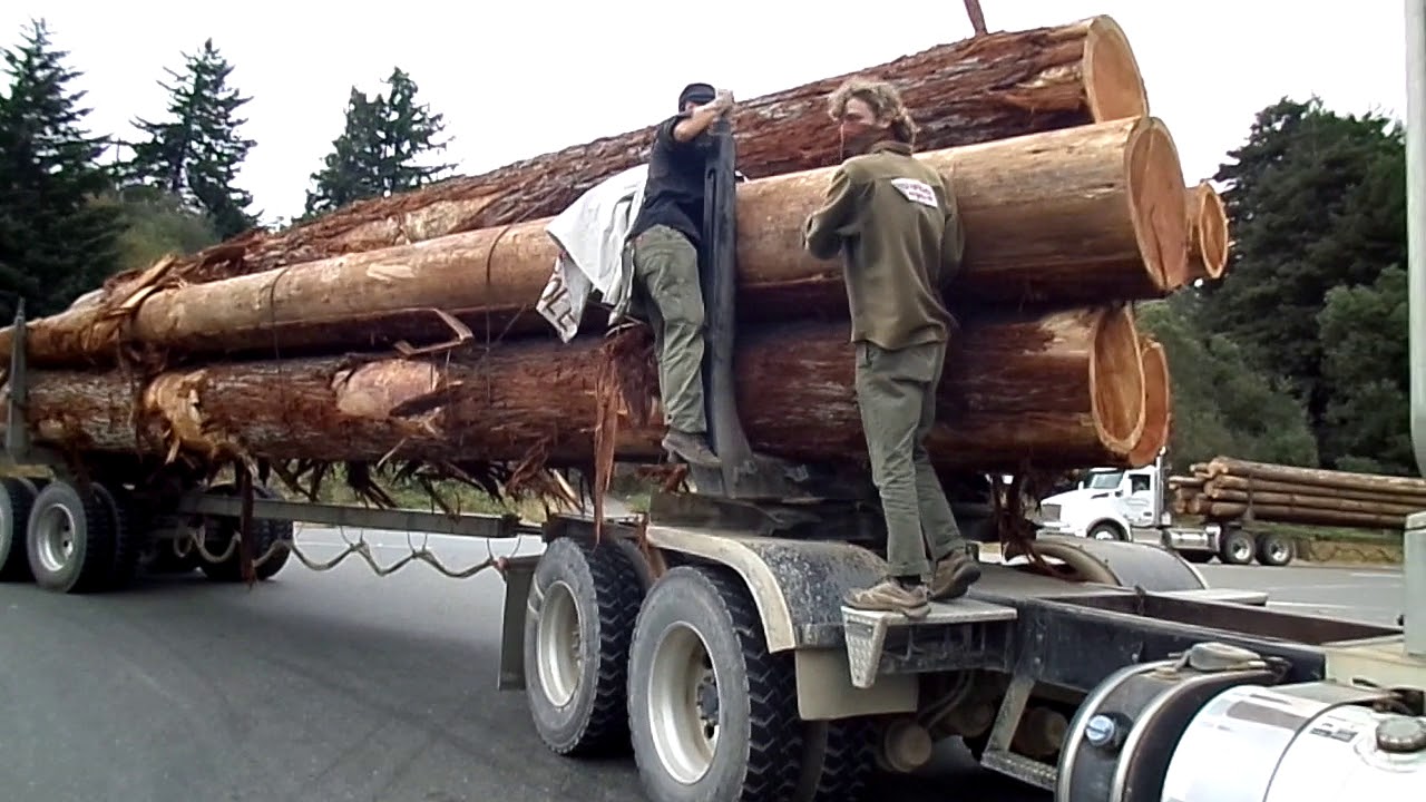 driver pulls protester off of log truck youtube log truck driver