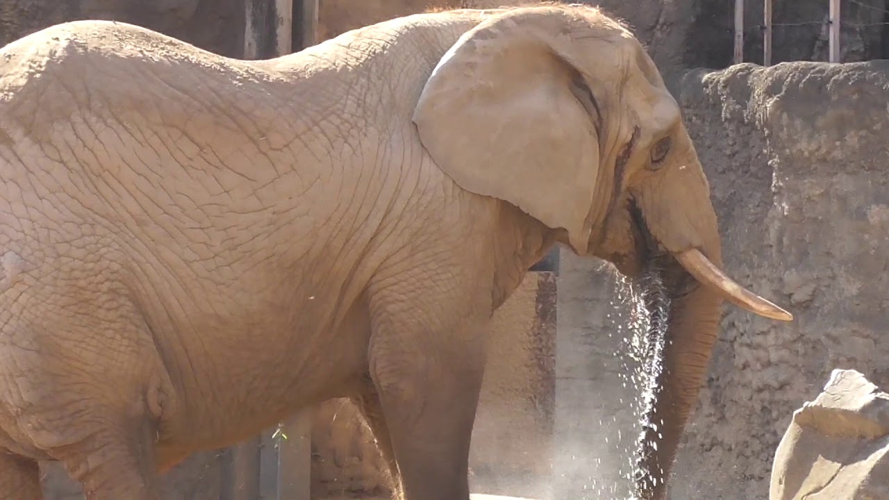 African Elephant【Tama Zoological Park in Tokyo , Japan】 YouTube