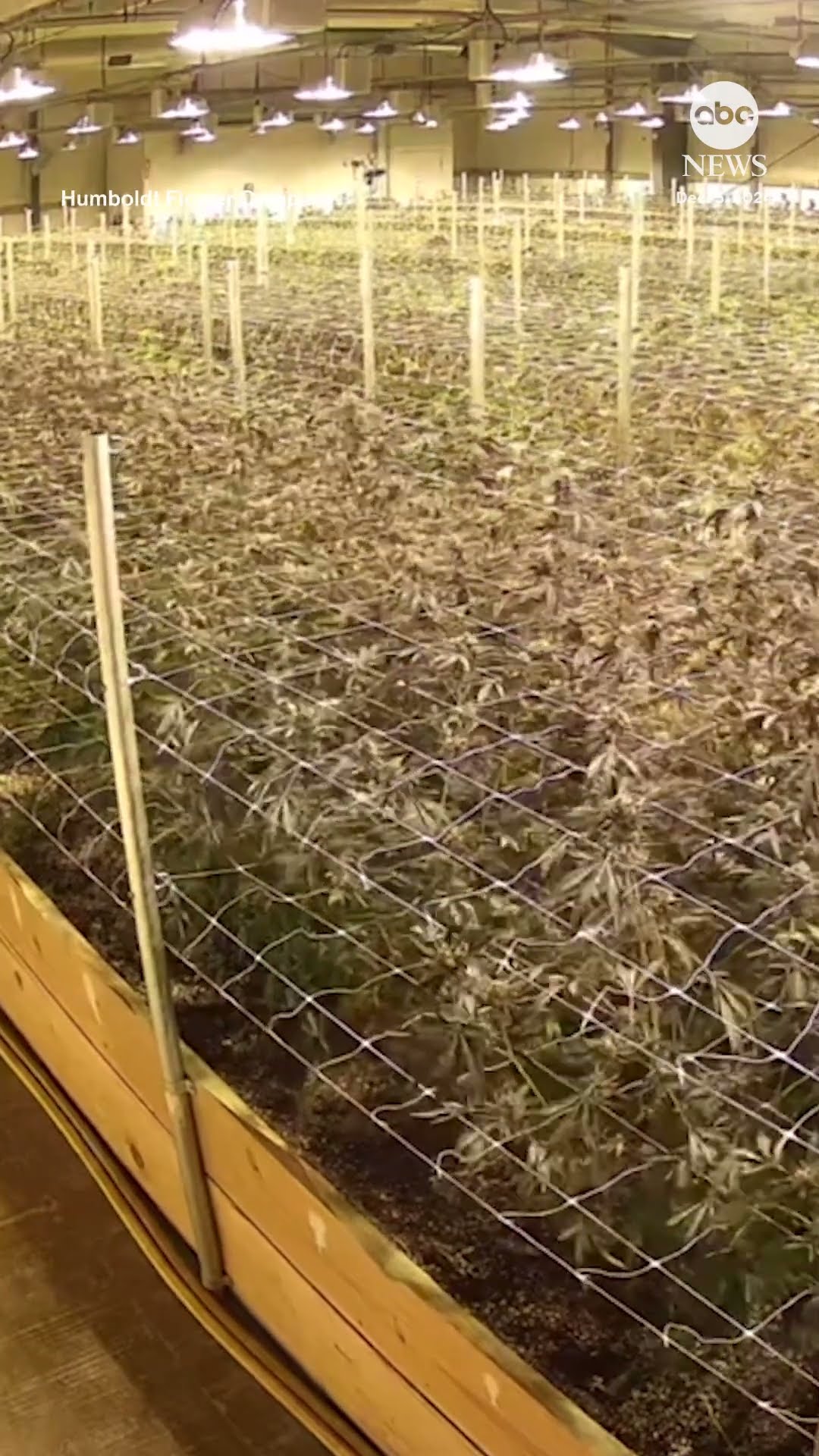 Security camera footage captures cannabis plants shaking during California earthquake