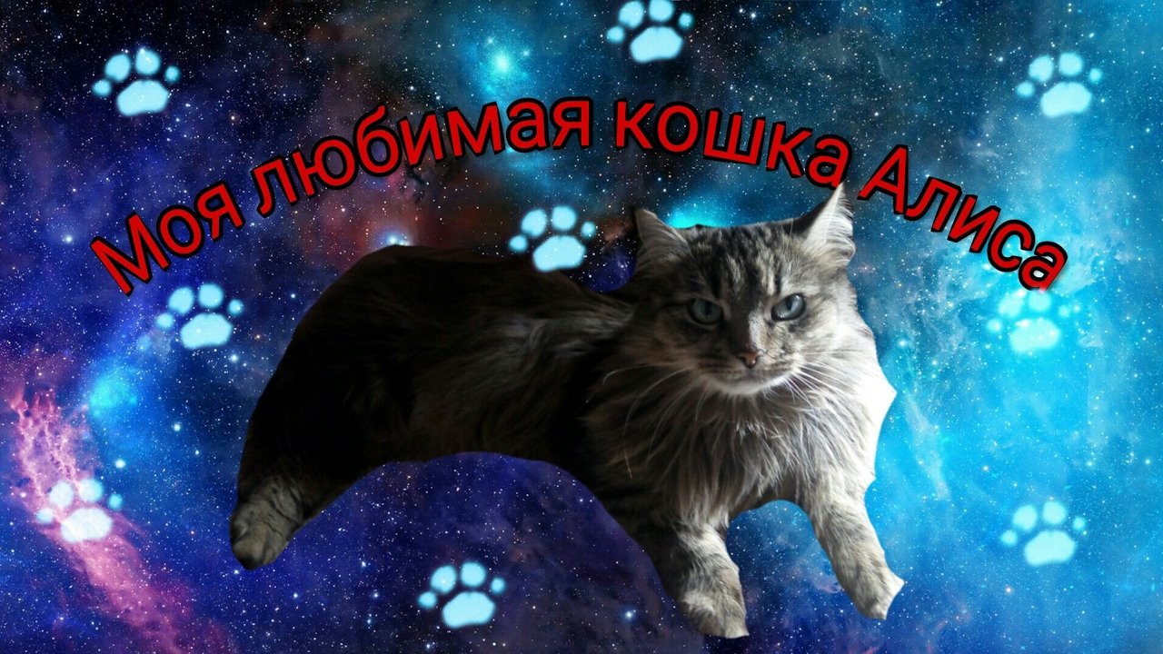 Алиса включи кошек. Кошка Алиса. Моя кошка Алиса. Кошка Алиса с ютуба. Фото кошки Алисы.