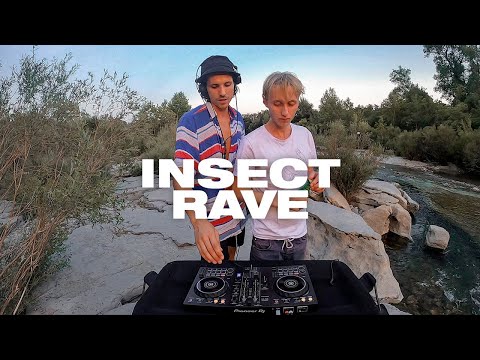 insect rave