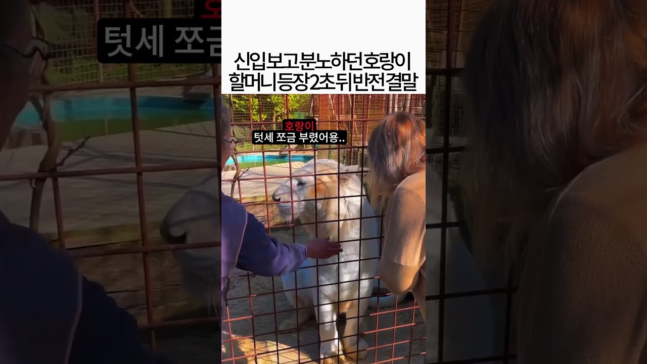 살벌한 백호랑이 우리에 사육사 할머니가 들어갔을 때 벌어진 일