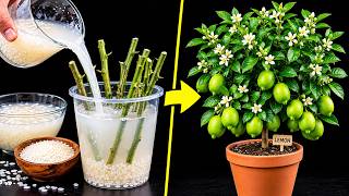 Download lagu How To Grow Lemon Tree From Cuttings Using Natural Rooting Hormones | How To Propagate A Lemon Tree