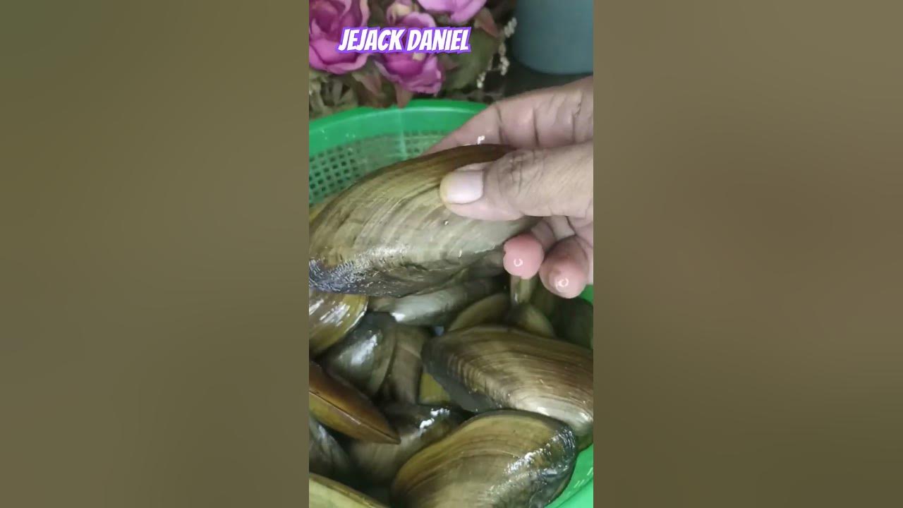 MASAK KERANG KIJING gaes... #adayinmylife #resepmasakan #masakgampang