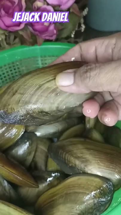 MASAK KERANG KIJING gaes... #adayinmylife #resepmasakan #masakgampang