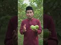 panen jambu pagi hari.#tren #trending #vlogs #vlog #viral #creator #craetive #short #youtube