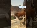 RADHE dairy farm. #dairy #animal #cow #desi #farming #reels #trending #viral#fresh milk#new