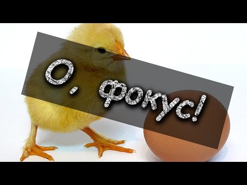 О, фокус! - Курица или Яйцо?