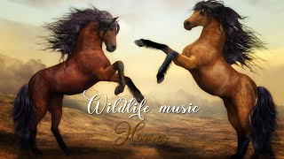 Wildlife music. Horses.