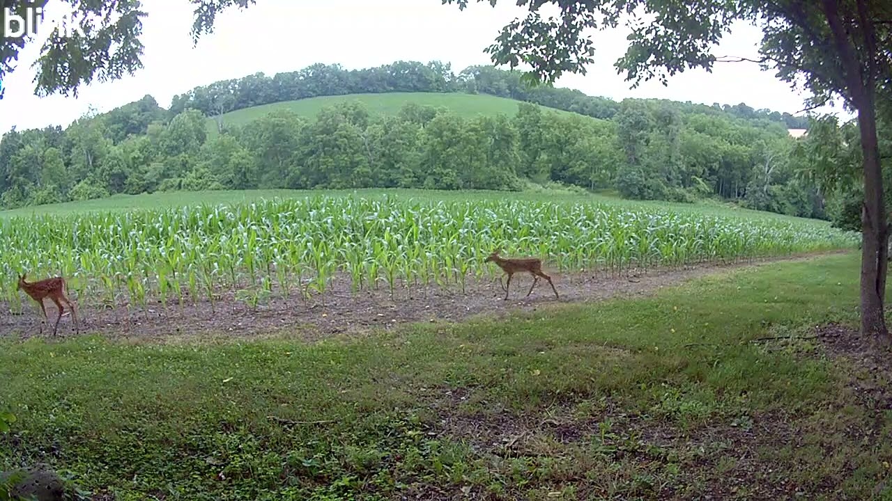 First time out for a stroll.