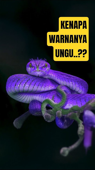 Kenapa ular ini warnanya ungu? #fypshorts #ularberbahaya #reptiles