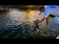 SAVING a Wild Pelican from SLOW DEATH! {Tangled in Monofilament}