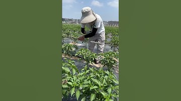 Techniques To Grow Beautiful Peppers #satisfying #shortsvideo