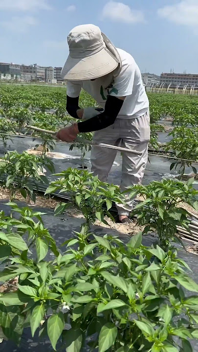 Teknik Menanam Paprika yang Indah #memuaskan #videopendek
