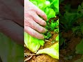 Manual Lettuce Harvesting! 🥬✨ #farmoratv #nature #asmr