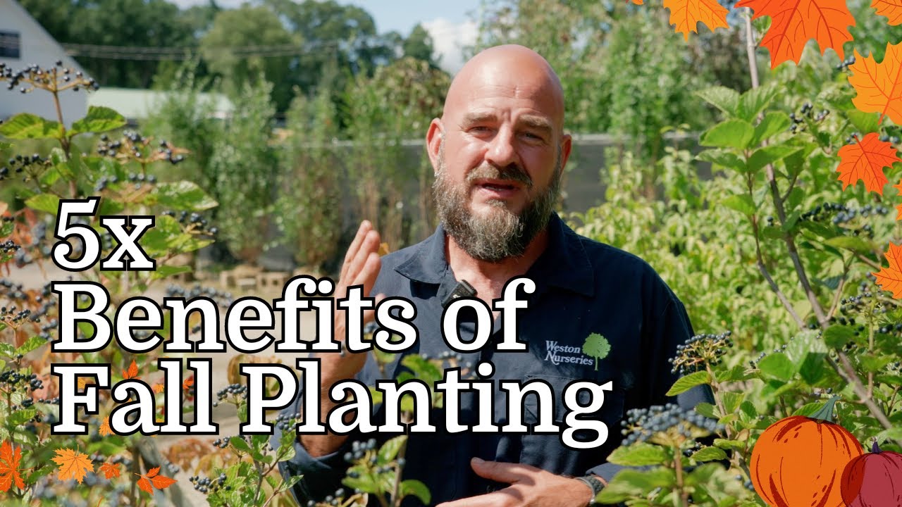 5 Reasons Why FALL is the IDEAL time to plant - YouTube