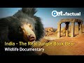 Jungle Book Bear | Wildlife Documentary