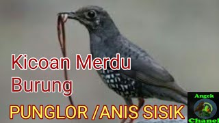 SUARA BURUNG ANIS SISIK / PUNGLOR SISIK