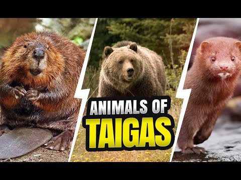 Video: List of taiga animals: description and features