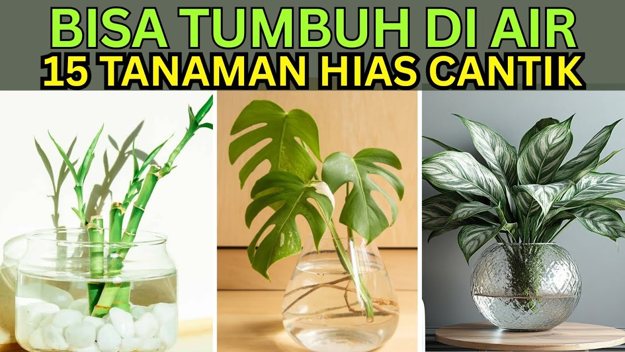 15 Tanaman Hias Cantik & Estetik yang Bisa Tumbuh di Air Tanpa Media Tanah, Mudah Dirawat