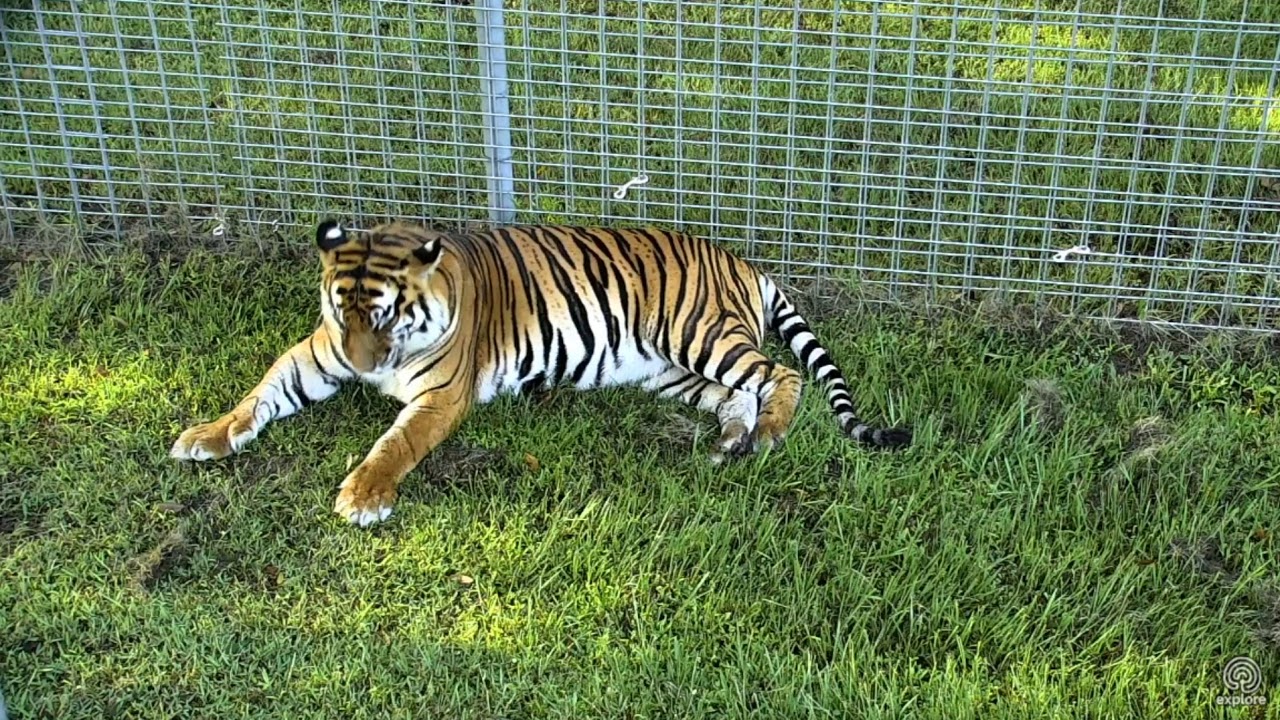 leopard print Gorgeous Tiger named Amanda