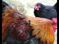 Ideas for homemade chicken coops | Designs & plans for homemade chicken coops | Blueprints download Ideas for homemade chicken coops | Designs & plans for homemade chicken coops | Blueprints download